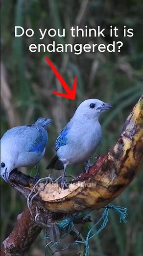 Top 5 Endangered Birds in the World | Rare & Beautiful Species 🦅🐦