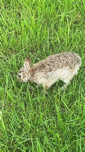 #rabbit #rabbits #shortsfeed #shortsyoutube #naturephotography #nature #natureencounter