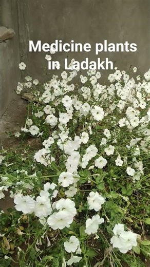 Training cum Skill development programme on cultivation of medicinal plants. #medicineplant #ladakh.