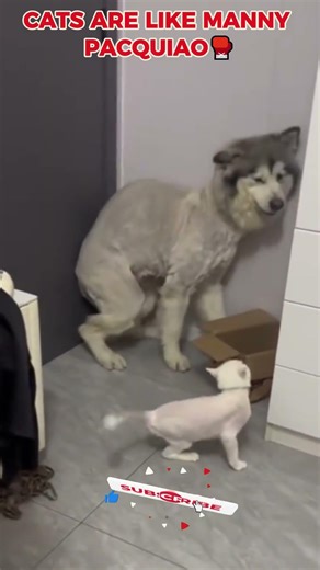 Cats are Good Boxer #animallife #wildlifeentertainment #cat #boxing