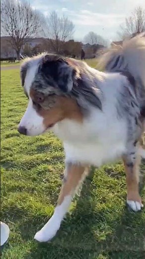 An Australian Shepherd with a coffee trick #dogtricks #dogtraining