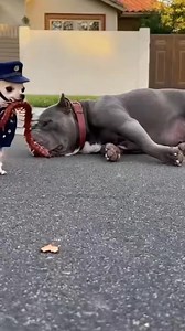 74K views · 655 reactions | A Peaceful Sleep Interrupted by Pure Nonsense. Centipede  瑩 #dog #dogsfunny #puppydogultra #ai #bulldog #chihuahua | Puppy Dog Ultra | Facebook