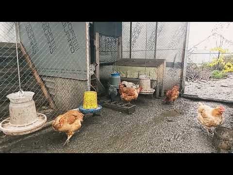 Farm Life Sounds | Chickens Grazing and Clucking (1 Hour)