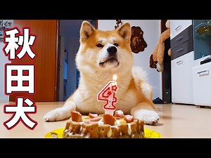 AKITA INU - 4 Years Of Loyalty | Celebrating My Dog's Birthday | 秋田犬