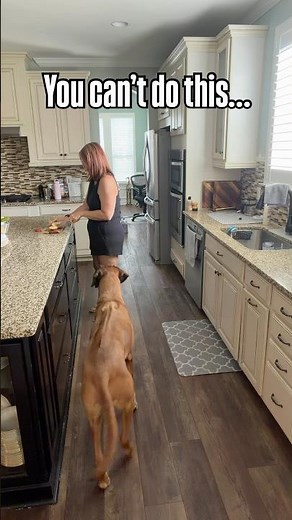 Every interaction with our dog matters – read the description for more information ￼