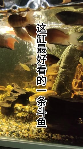 这斗鱼公母怎么分辨