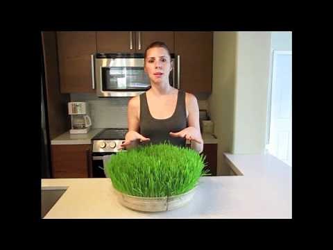 How to Grow Wheatgrass