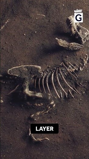 Did an Asteroid Really Wipe Out the Dinosaurs? #dinosaurs #asteroidimpact #fossilrecord