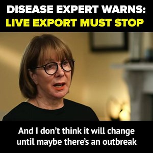 38K views · 1.5K reactions | BREAKING: World Health Organisation epidemiologist says live animal export "can't be safe" and warns of a "ghastly disease outbreak"  | Animals Australia | Facebook