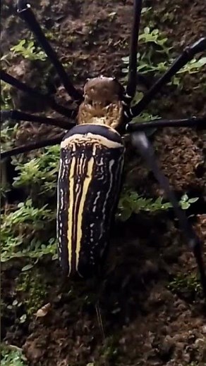 Nephila pilipes #labalaba #fyp