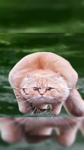 Spinning Cat | #shorts #viral #spinningcat #memes #funny #new #pov