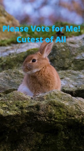 Vote for me! Cutest Bunny! 🐰