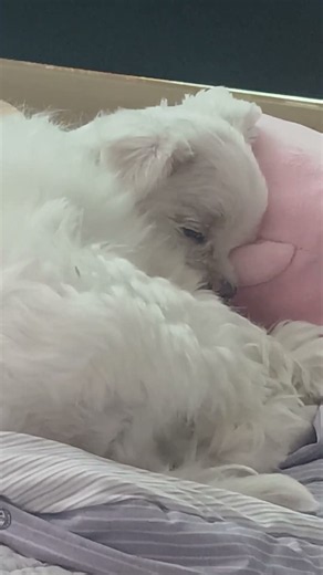 핑크베개공주
