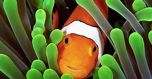 "Truy tìm Nemo" và tìm hiểu về loài cá hề đẹp mê mẩn