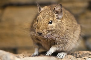 Chilean rat found in the wild; ERA assessing status