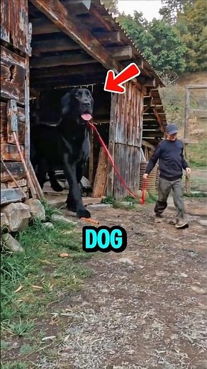 Top 5 Biggest Dogs in the World… Number 1 Will Shock You 😳🐶#bigdog #dogfacts #ytshorts
