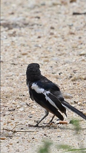 Oriental Magpie - Robin