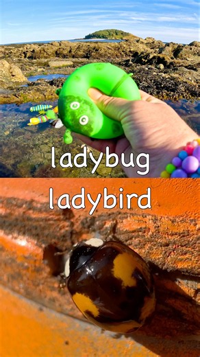 Toy Learning Fun | Kids Learn Bug Insect Names by the Island: Ladybug Centipede Bee Grasshopper