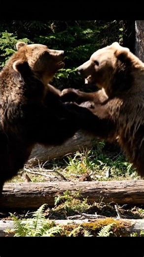 Animals Fighting Brutally in the Wild | Ultimate Wildlife Battles 2026