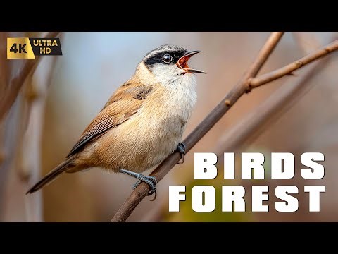 Wild American Birds Singing | Pure 4K Birdsong for Sleep, Focus & Relaxation (No Music)
