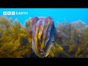 1 Hour of Amazing Animal Moments Narrated by David Attenborough | BBC Earth