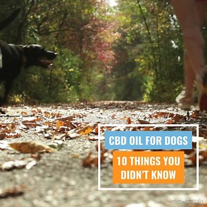 Today we're answering your questions ... - Is CBD oil legal? - Is it safe? - Will it make my dog "high"? To find out more about CBD Oil For Dogs and read the studies mentioned in the video - https://www.dogsnaturallymagazine.com/cbd-oil-for-dogs/ | Dogs Naturally Magazine