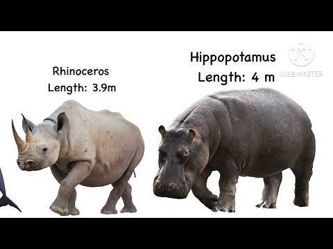 Animals Size Comparison