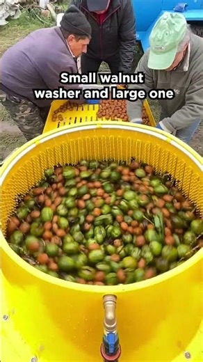 Small walnut washer and large one #walnut #processing #nuts