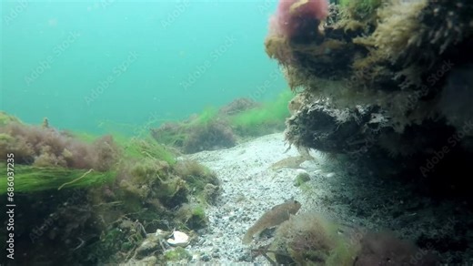 Round Goby, also called black-mouth Goby (lat.: Neogobius melanostomus). This is from brackish water in Denmark