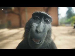 Monkey With Rizz (Original Video) / Smiling Monkey Meme | Monkey With Rizz