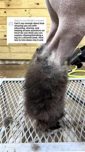 DIY Wool Clipping Tutorial: Smooth Blending Techniques