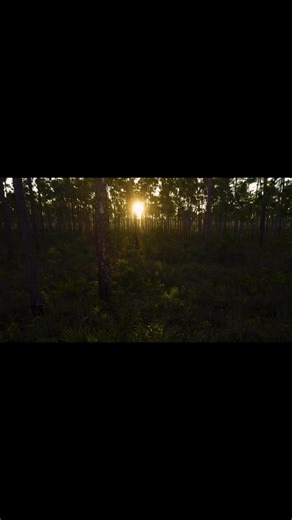 I am so incredibly proud of our ABC series Wildlife Nation Expedition Florida, produced with our markable partners Miccosukee Tribe of Indians of Florida Betty Osceola! Thanks to all of you, we are the # 1 rated television series across all networks during our broadcast time! Our mission is to tell the story of wild Florida, to empower all of us to save it before we lose it. At the heart of our journey is the Everglades, home for the Miccosukee. Please watch this powerful vignette, sharing our e