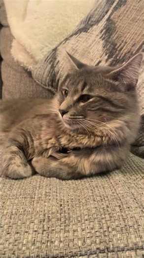 Day five out of County lock up Today I am answering fan questions #cat #cats @cottontailthebobt