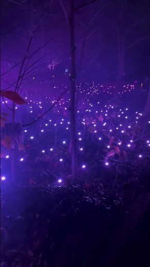 Astra Lumina NYC Experience