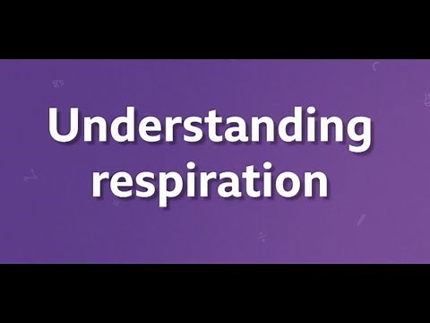Understanding Respiration - BBC Bitesize KS3