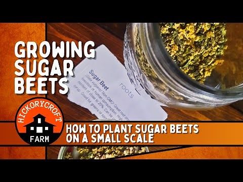 Growing Sugar Beets | 2021 | How to Plant Sugar Beets on a Small Scale