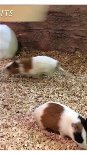 IOI City Farm @ IOI City Mall | Malaysia’s FIRST Indoor Farm Park [ by Discover Life ]