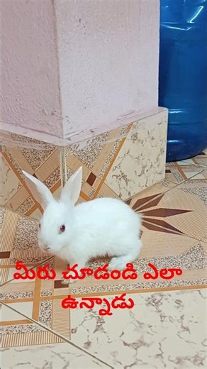 యానిమల్స్ అంటే నాకు చాలా ఇష్టం మీకు కూడా ఇష్టమైతే సబ్స్క్రైబ్ చేసి లైక్ కొట్టండి మీకు కూడా రెండు