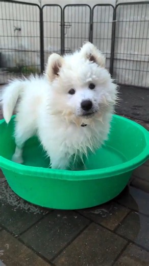 PUPPY WATER PARK IS OPEN! ☀️🌊 The legendary green bowl returns