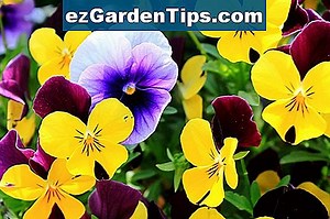 Plantes à bulbes rares 🌱 Conseils Jardiniers - Fr.ezGardenTips.com