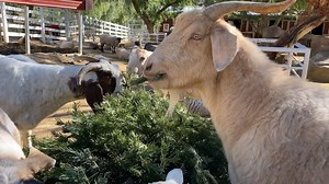 57K views · 7K reactions | Every January, our goats, sheep, and llama look forward to munching on Christmas trees  Sound ON for full enjoyment! | The Gentle Barn | Facebook