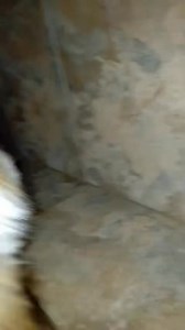 16K views · 619 reactions | Update : breaking through his trust barrier  Another sad surrender! Kempton Park area He is only 1 years old and his whole world has been turned upside down ….life happened! Floki is 1 years old male He is scared and fear snaps - typical Peke behavior  Please someone who understands the breed come and adopt this stunning boy ! He does not like the Sanctuary  office 065 555 6108 | Pekingese Haven - NPC 2015/397299/08 | Facebook