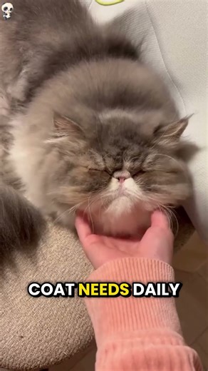 3 Cat Breeds You Should Avoid