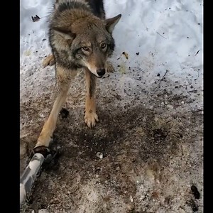 22K views · 160 reactions | Growing Coyote Barking #Snow Trapping #animals #hunting | Cpacify Maris | Facebook