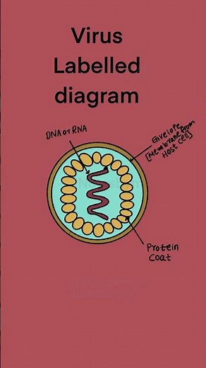 Virus Diagram Explained: High School Biology Basics in 60 Secs!