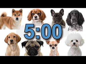 5-Minute Timer | Puppies Around The World