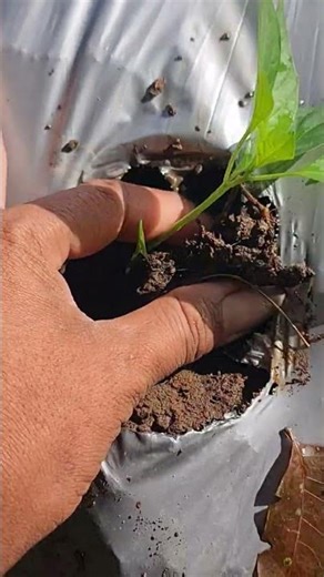Simple farmer techniques for planting plant seedlings - Agriculture farming #shorts