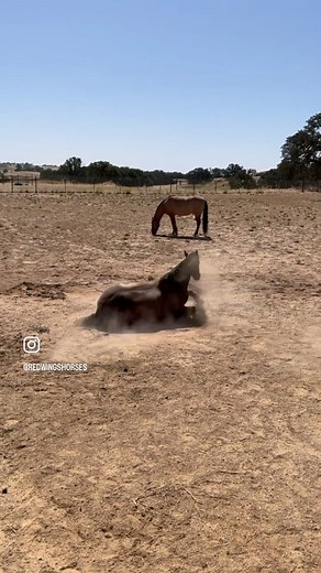 3.6K views · 129 reactions | We don’t see too many true Hackney...