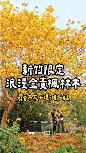 新竹峨嵋風鈴木花況 門票 遊湖費用 📍峨眉湖環湖步道#新竹景點 #峨眉湖 #風鈴木 #新竹風鈴木 #用Insta360帶你出門玩 #峨眉湖環湖步道 #hsinchu