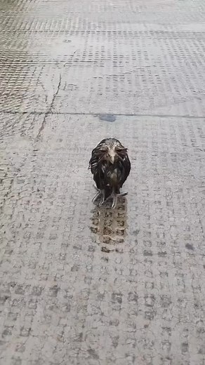 Mokre sowy: zabawne chwile po kąpieli